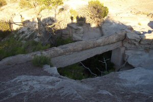 Petrified Forest National Park Tree