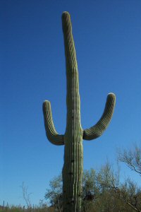 Saguaro National Park - Cactus