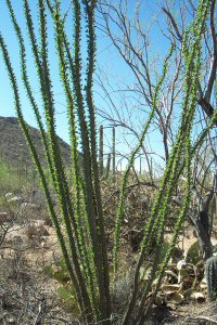 Saguaro National Park - Cactus