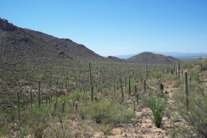 Saguaro National Park - Cactus