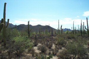 Saguaro National Park - Cactus